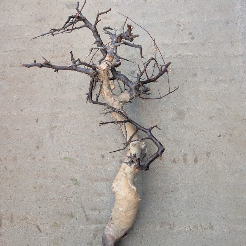 コミフォラ カタフ 7 （ピュアカタフ） Commiphora kataf | Mellow