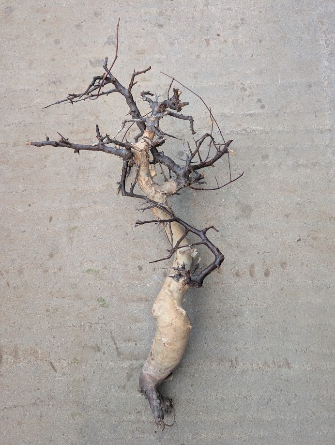 コミフォラ カタフ 7 （ピュアカタフ） Commiphora kataf | Mellow