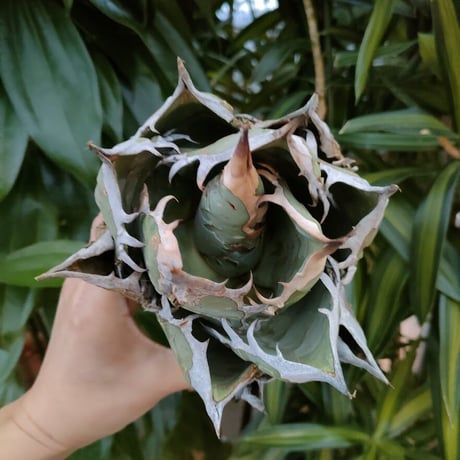 アガベ チタノタ オアハカ Agave titanota Oaxaca 4