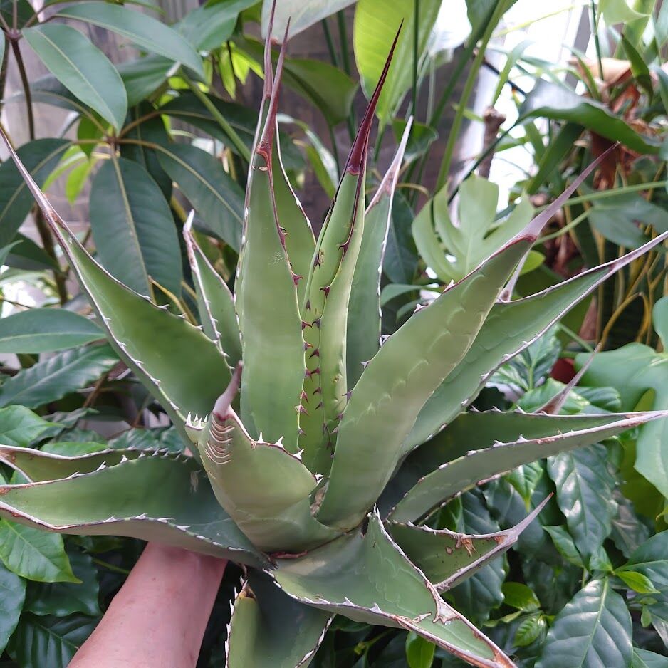 アガベ ジェントリー ジョーズ agave gentryi 