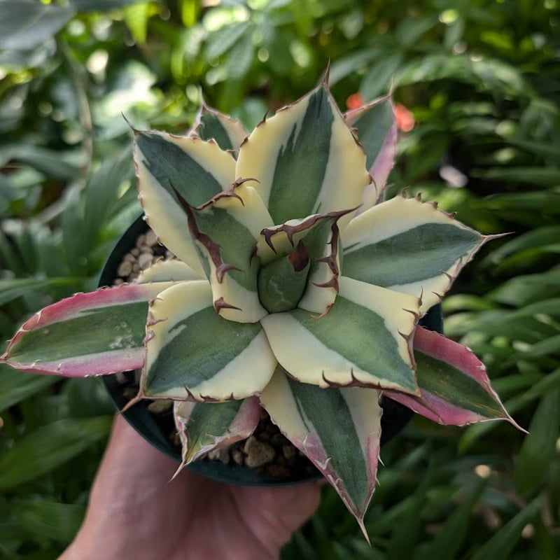 アガベ　スナグルトゥース アガベ チタノタ スナグルトゥース Agave titanota Snaggle