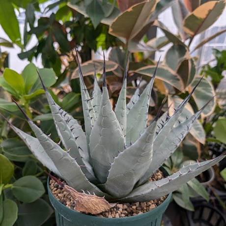 アガベ パリー ネオメキシカーナ agave prryi ssp.neomexicana 1