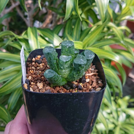 多肉植物 ハオルチア 宮万象 M-1 実生選抜