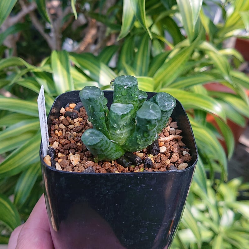 多肉植物 ハオルチア 台湾李氏実生 多肉植物 ハオルチア 氷河の門 台湾李氏実生 - メルカリ