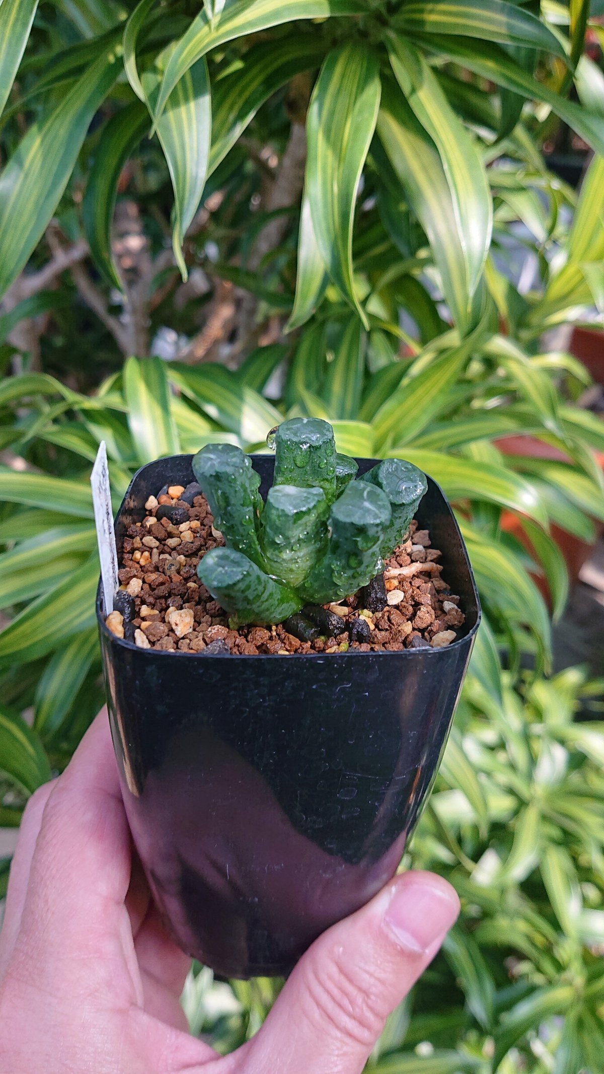 ナイルの一滴 実生 透明選抜 S2-001 ② 多肉植物 多肉植物 ハオルチア ナイルの一滴 実生 透明選抜 S2-001 ② 多肉植物 多肉植物 ハオルチア