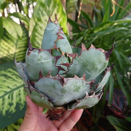 アガベ チタノタ ブラックアンドブルー Agave titanota black&blue 2