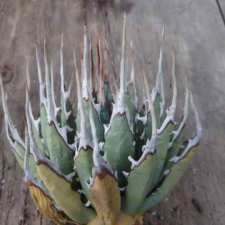 アガベ ユタエンシス ネバデンシス 1 Agave uthaensis var. nevadensis