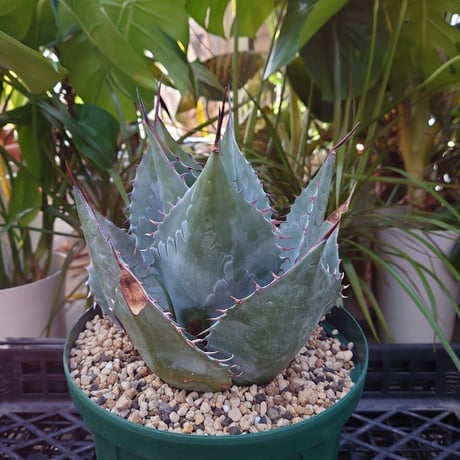 アガベ パラサナ グローブ agave parrasana globe 1【発根済】