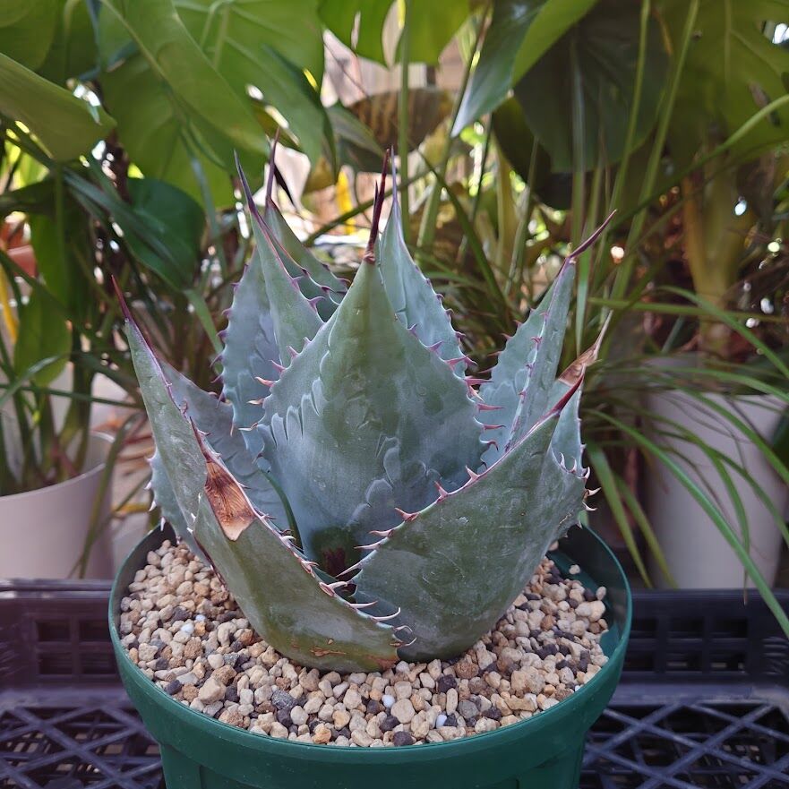 アガベ パラサナ グローブ agave parrasana globe 1【発根済】 | Me