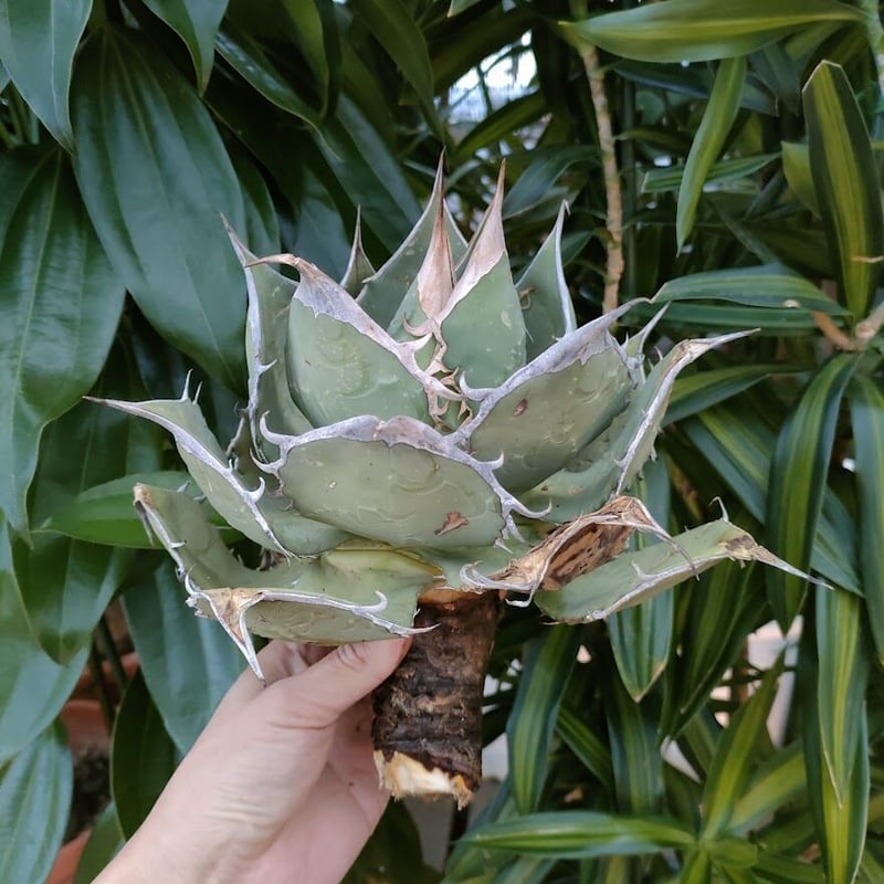 アガベ チタノタ オアハカ Agave titanota Oaxaca 3 | Mellow アガベ チタノタ オアハカ Agave titanota Oaxaca 3 | Mellow