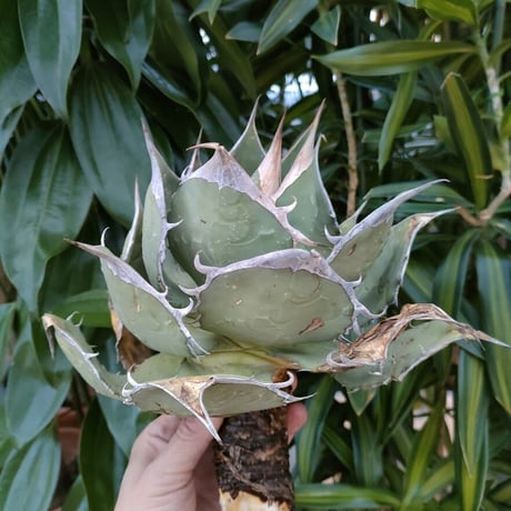 アガベ チタノタ オアハカ Agave titanota Oaxaca 3