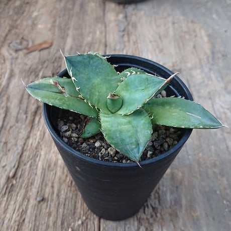 no.3 アガベ チタノタ Agave titanota 【送料全国一律500円】