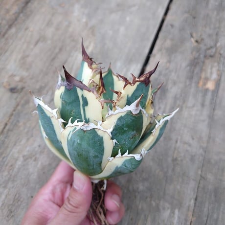 アガベ チタノタ スナグルトゥース 1