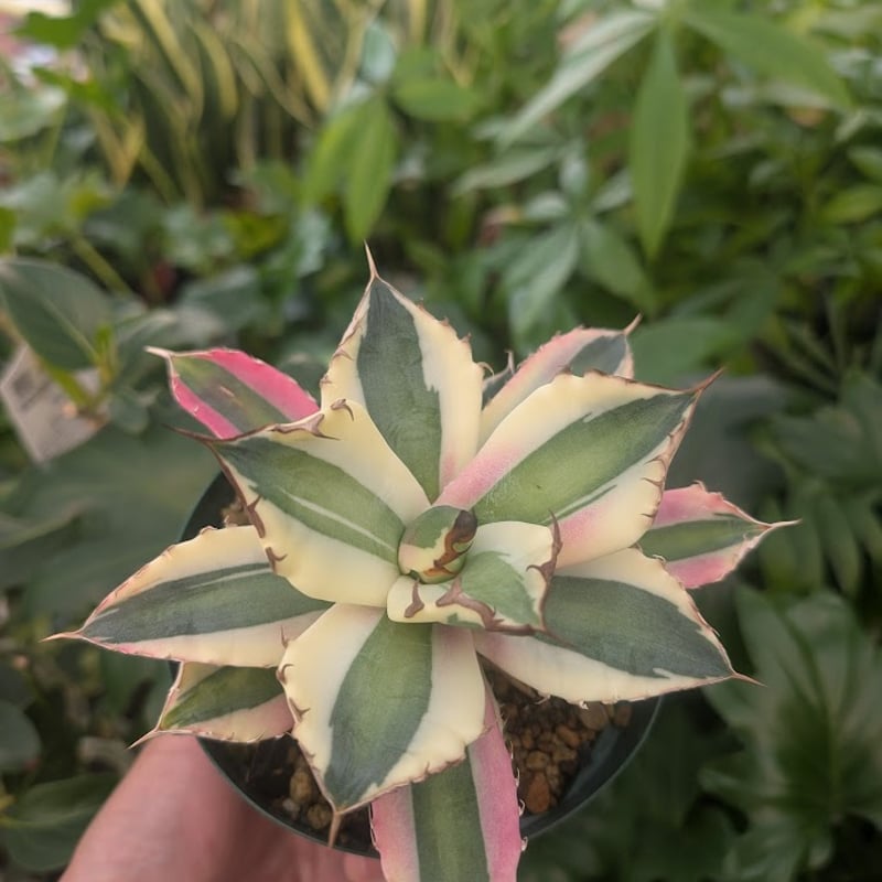 アガベ チタノタ スナグルトゥース ST22 | Mellow Yard