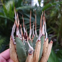 アガベ ユタエンシス ネバデンシス S2 Agave uthaensis var. nevadensis