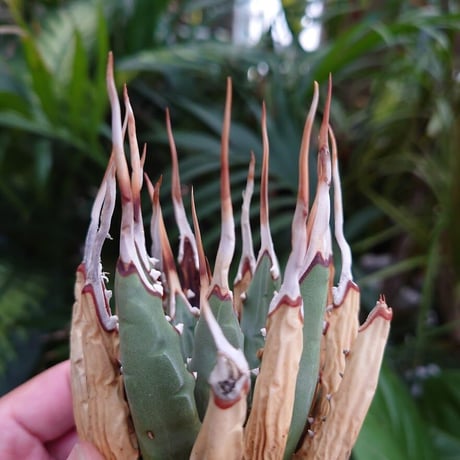 アガベ ユタエンシス ネバデンシス S2 Agave uthaensis var. nevadensis
