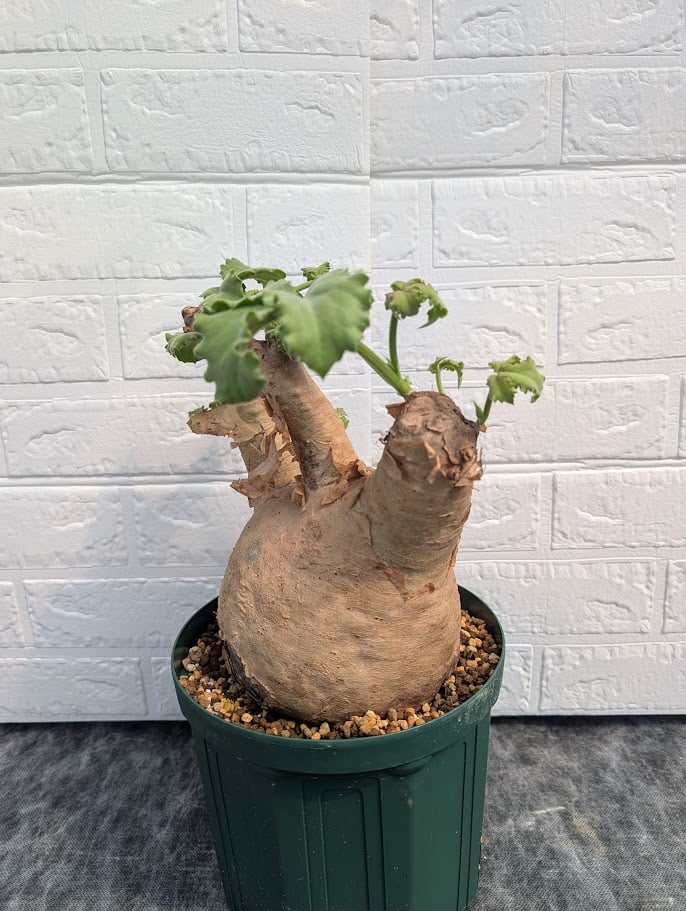 キフォステンマ マクロプス 6 Cyphostemma uter macropus 【発根