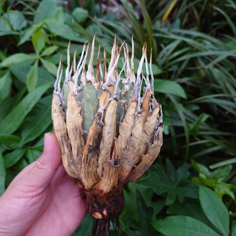 アガベ ユタエンシス ネバデンシス YN29 Agave uthaensis var. nevadensis