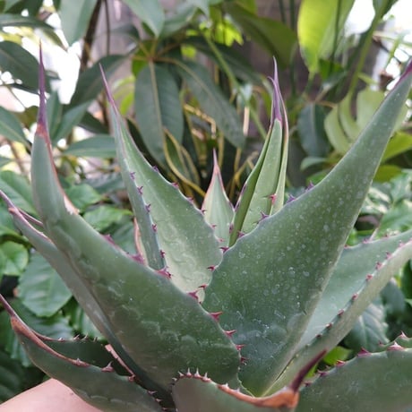 アガベ ジェントリー ジョーズ agave gentryi "Jaws" J2 【訳あり】