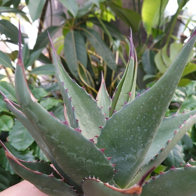 アガベ ジェントリー ジョーズ agave gentryi アガベ ジェントリー ジョーズ agave gentryi