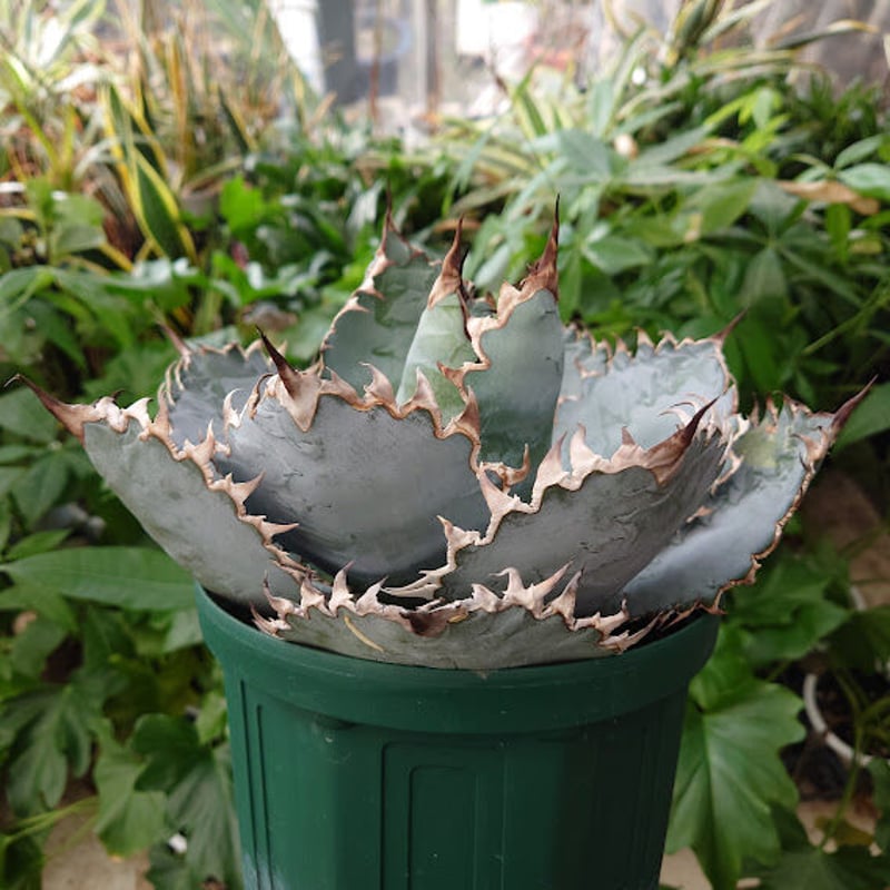 アガベ　ライオンズメーン アガベ チタノタ ライオンズメーン No.1 | Agave Rocon