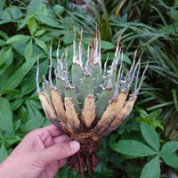 アガベ オバティフォリア オルカ 1 Agave ovatifolia variegated