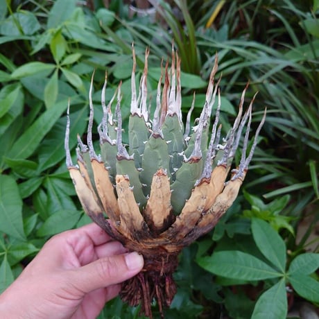 アガベ ユタエンシス ネバデンシス YN27 Agave uthaensis var. nevadensis