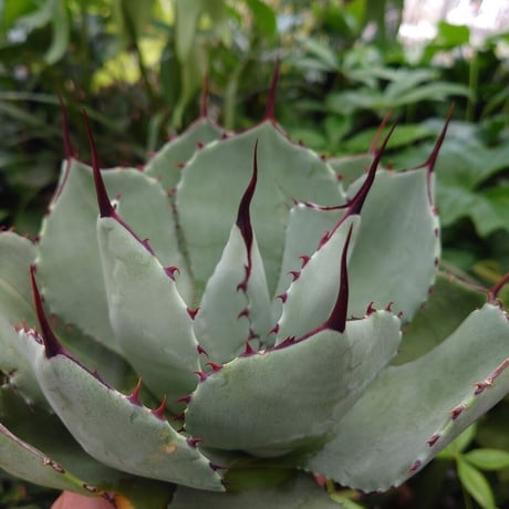 アガベ パリー トランカータ agave parryi truncata P3