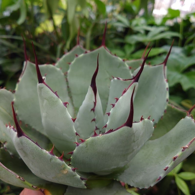 アガベ パリー トランカータ agave parryi truncata P3 | Mello アガベ パリー トランカータ agave parryi truncata P3 | Mello