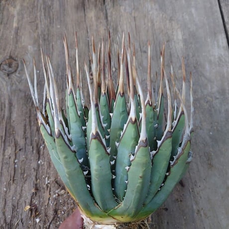 アガベ ユタエンシス ネバデンシス 2 Agave uthaensis var. nevadensis