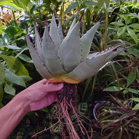 アガベ パリー ネオメキシカーナ agave prryi ssp.neomexicana 2