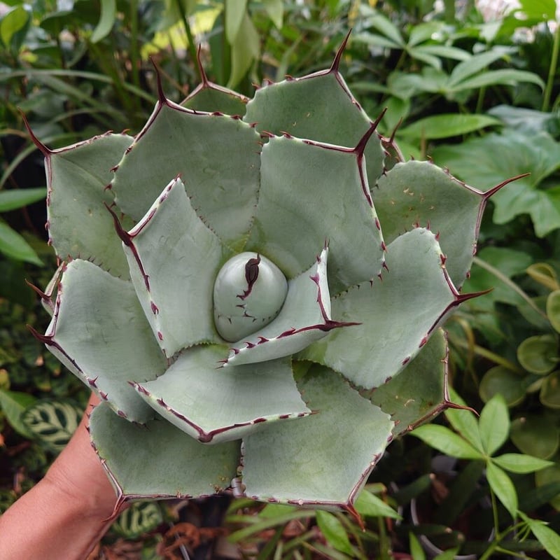 アガベ パリー トランカータ agave parryi truncata P3 | Mello アガベ パリー トランカータ agave parryi truncata P3 | Mello