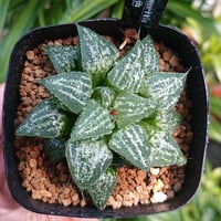 多肉植物 ハオルチア 雪景色