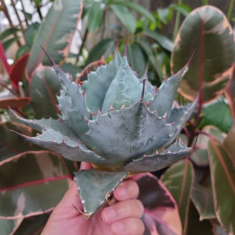 アガベ パラサナ グローブ agave parrasana globe P3