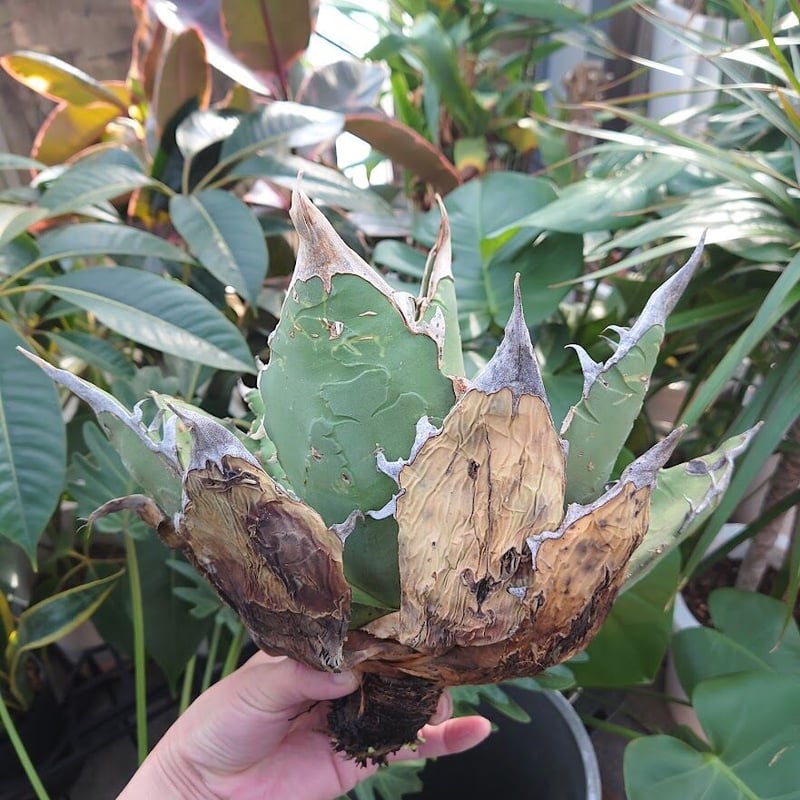 アガベ チタノタ オアハカ Agave titanota Oaxaca 8 【訳あり アガベ チタノタ オアハカ Agave titanota Oaxaca 8 【訳あり