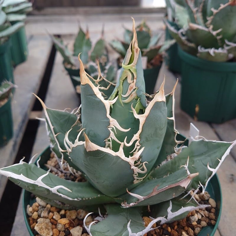 アガベ チタノタ オアハカ Agave titanota Oaxaca 18 | Mellow アガベ チタノタ オアハカ Agave titanota Oaxaca 18 | Mellow