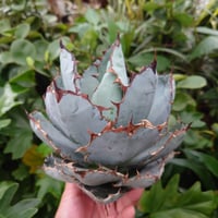 アガベ チタノタ ブラックアンドブルー Agave titanota black&blue BB1 美株