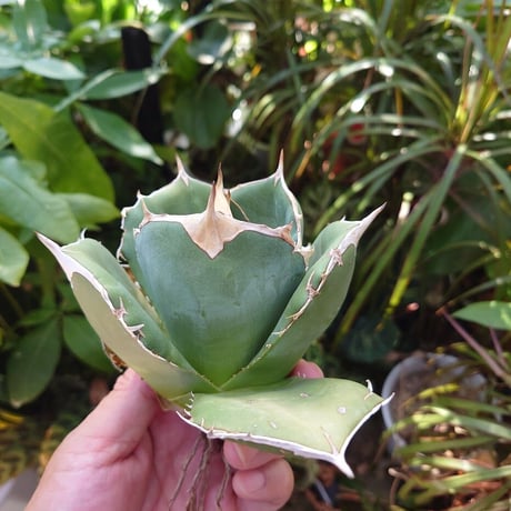 アガベ チタノタ オアハカ Agave titanota Oaxaca 15