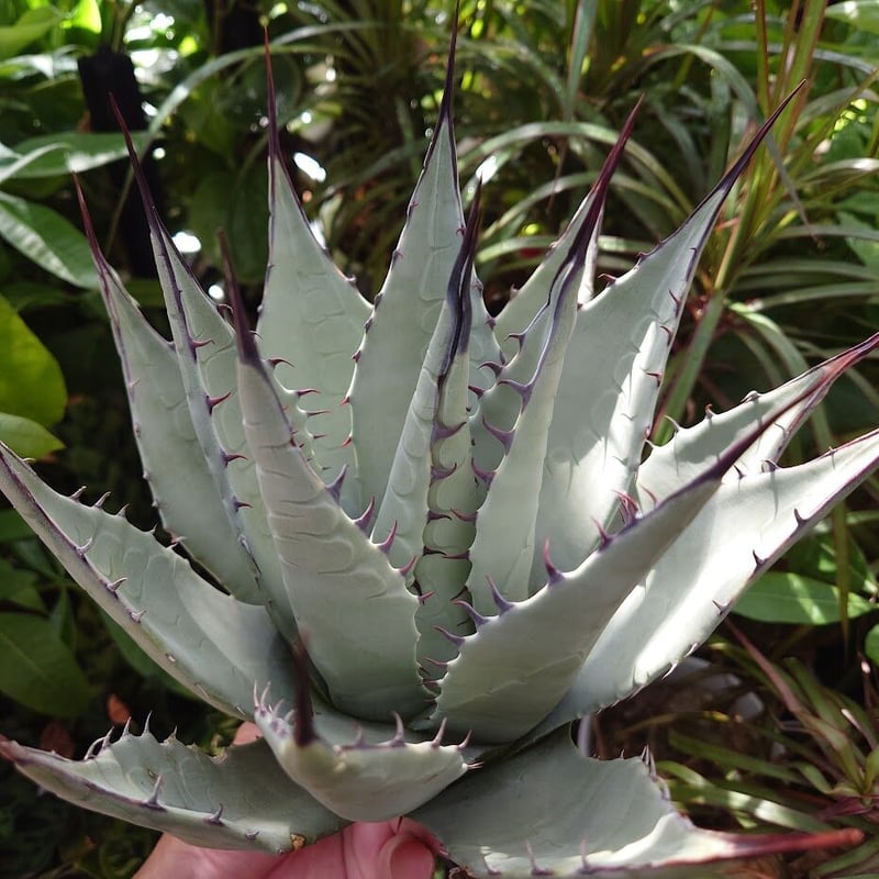 アガベ パリー ネオメキシカーナ agave prryi ssp.neomexicana 1 アガベ パリー ネオメキシカーナ agave prryi ssp.neomexicana 1