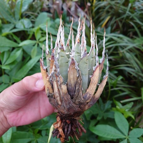 アガベ ユタエンシス ネバデンシス YN18 Agave uthaensis var. nevadensis