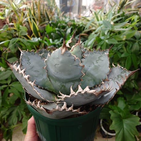 アガベ チタノタ ライオンズメーン メイン Agave titanota Lion's Mane L0