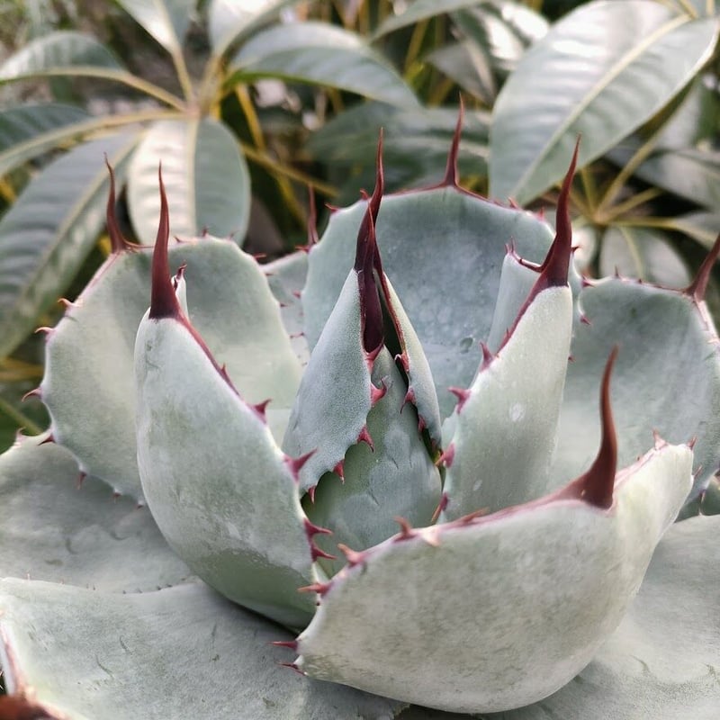 アガベ パリー トランカータ agave parryi truncata P1 | Mello アガベ パリー トランカータ agave parryi truncata P1 | Mello