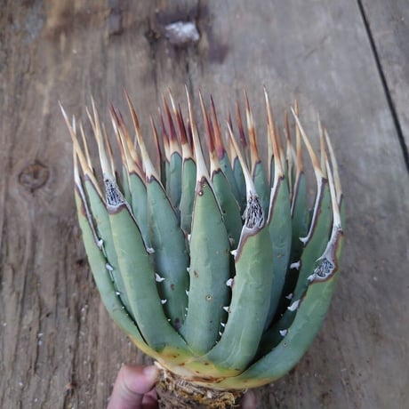 アガベ ユタエンシス ネバデンシス 8 Agave uthaensis var. nevadensis
