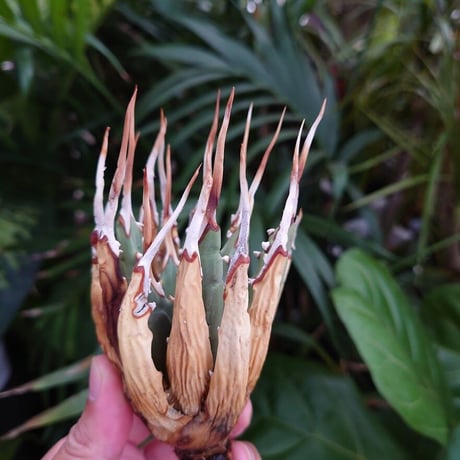 アガベ ユタエンシス ネバデンシス S2 Agave uthaensis var. nevadensis