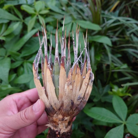 アガベ ユタエンシス ネバデンシス YN9 Agave uthaensis var. nevadensis