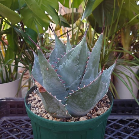 アガベ パラサナ グローブ agave parrasana globe 1【発根済】