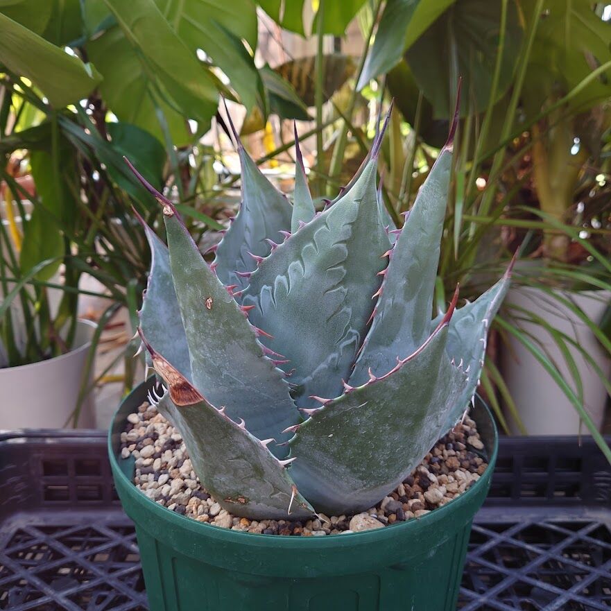 アガベ パラサナ グローブ agave parrasana globe 1【発根済 アガベ パラサナ グローブ agave parrasana globe 1【発根済
