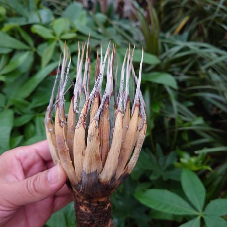 アガベ ユタエンシス ネバデンシス YN9 Agave uthaensis var. nevadensis