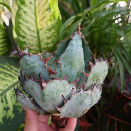 アガベ チタノタ ブラックアンドブルー Agave titanota black&blue 2