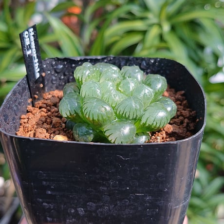 多肉植物 ハオルチア オブツーサ OB-1